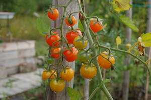 tomaatit